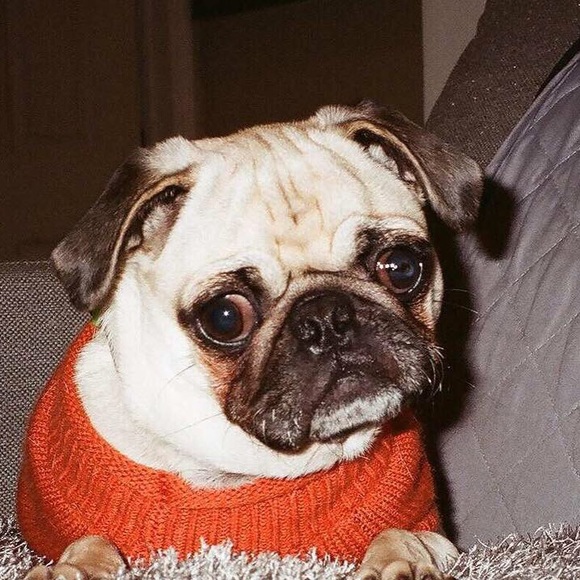 Meet your Posher, Rae - Picture 1 of 1